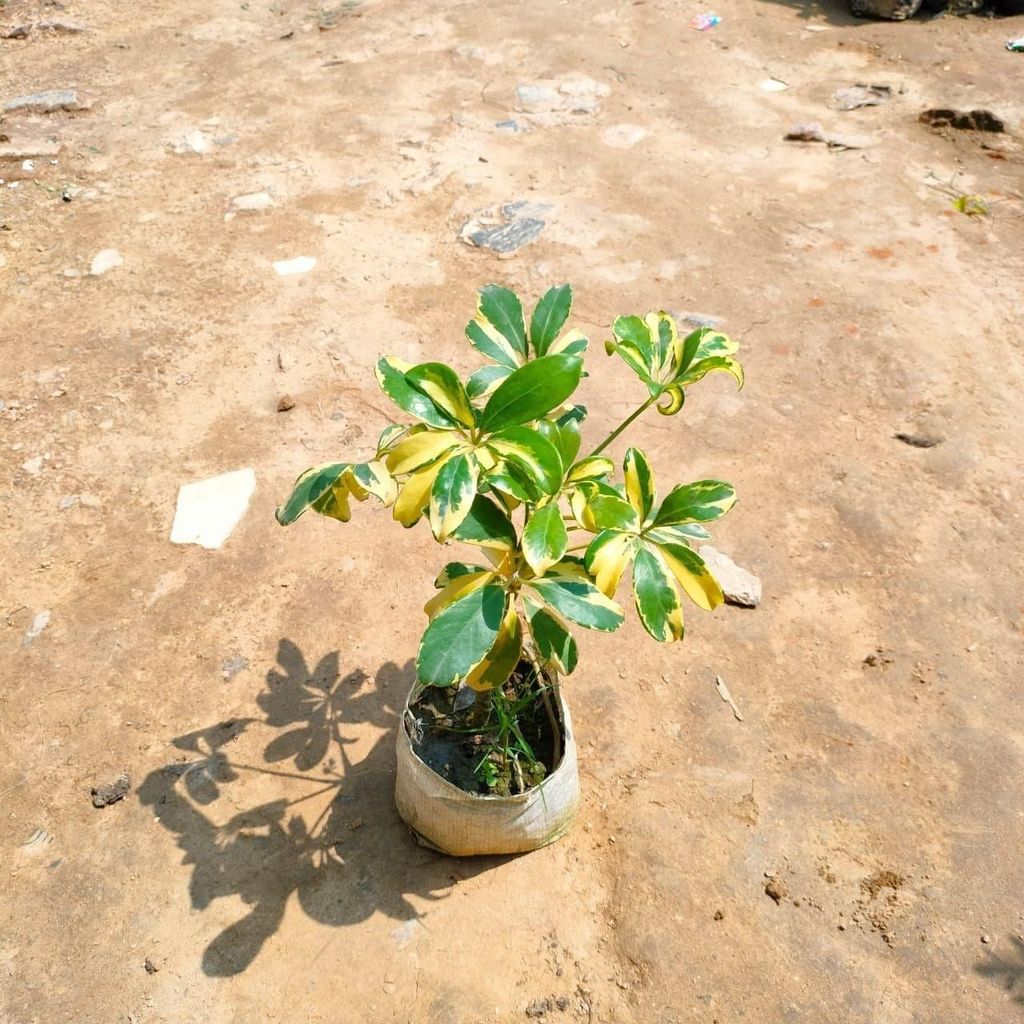 Buy Schefflera Variegated in 4 Inch Nursery Bag Online | Urvann.com Schefflera Variegated in 4 Inch Nursery Bag