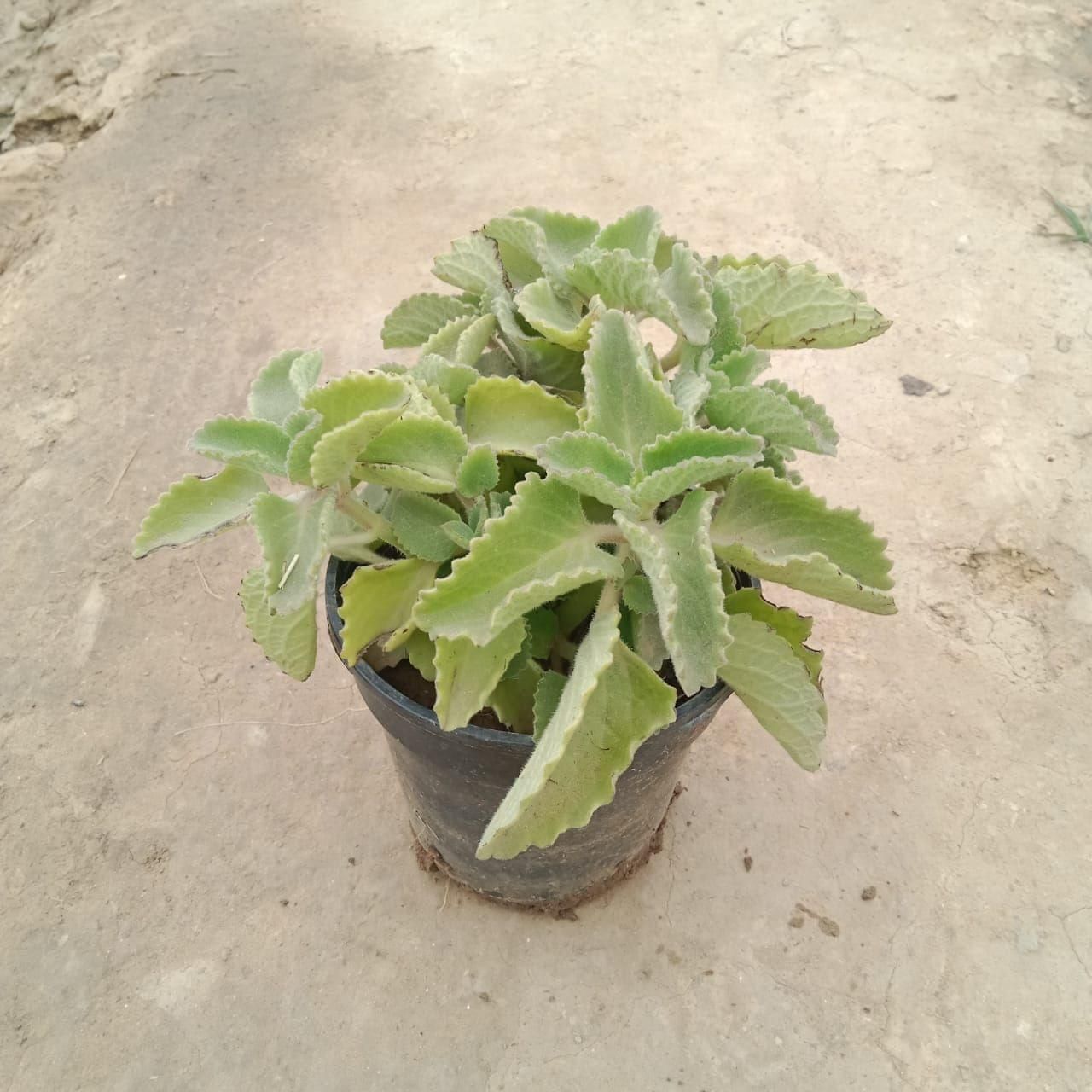 Ajwain Plant in 6 Inch Nursery Pot