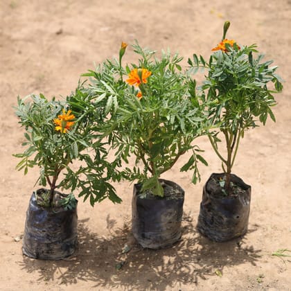 Buy Set of 3 - Marigold Jafri (any colour) in 4 Inch Nursery Bag Online | Urvann.com
