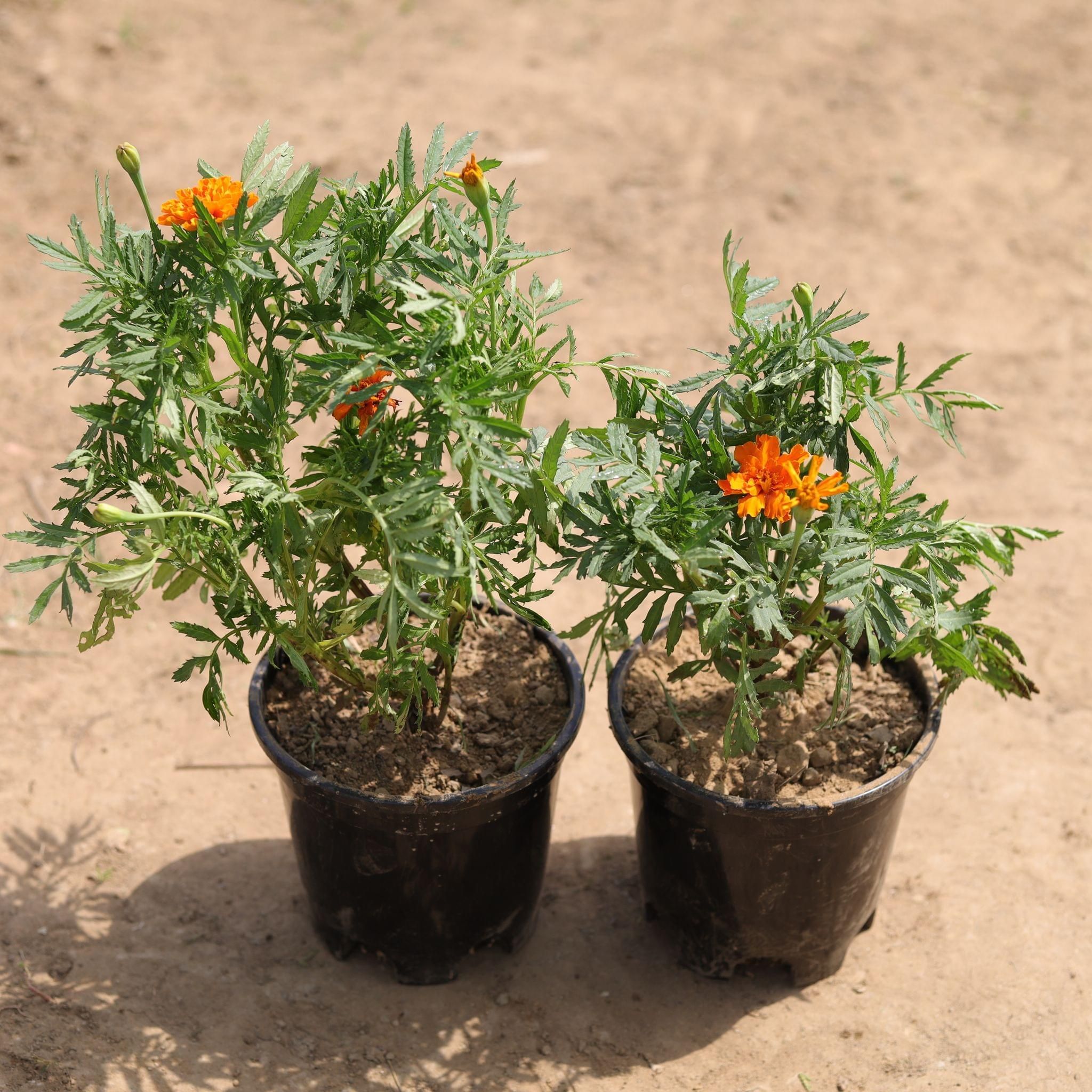 Set of 2 - Marigold Jafri (any colour) in 4 Inch Nursery Pot