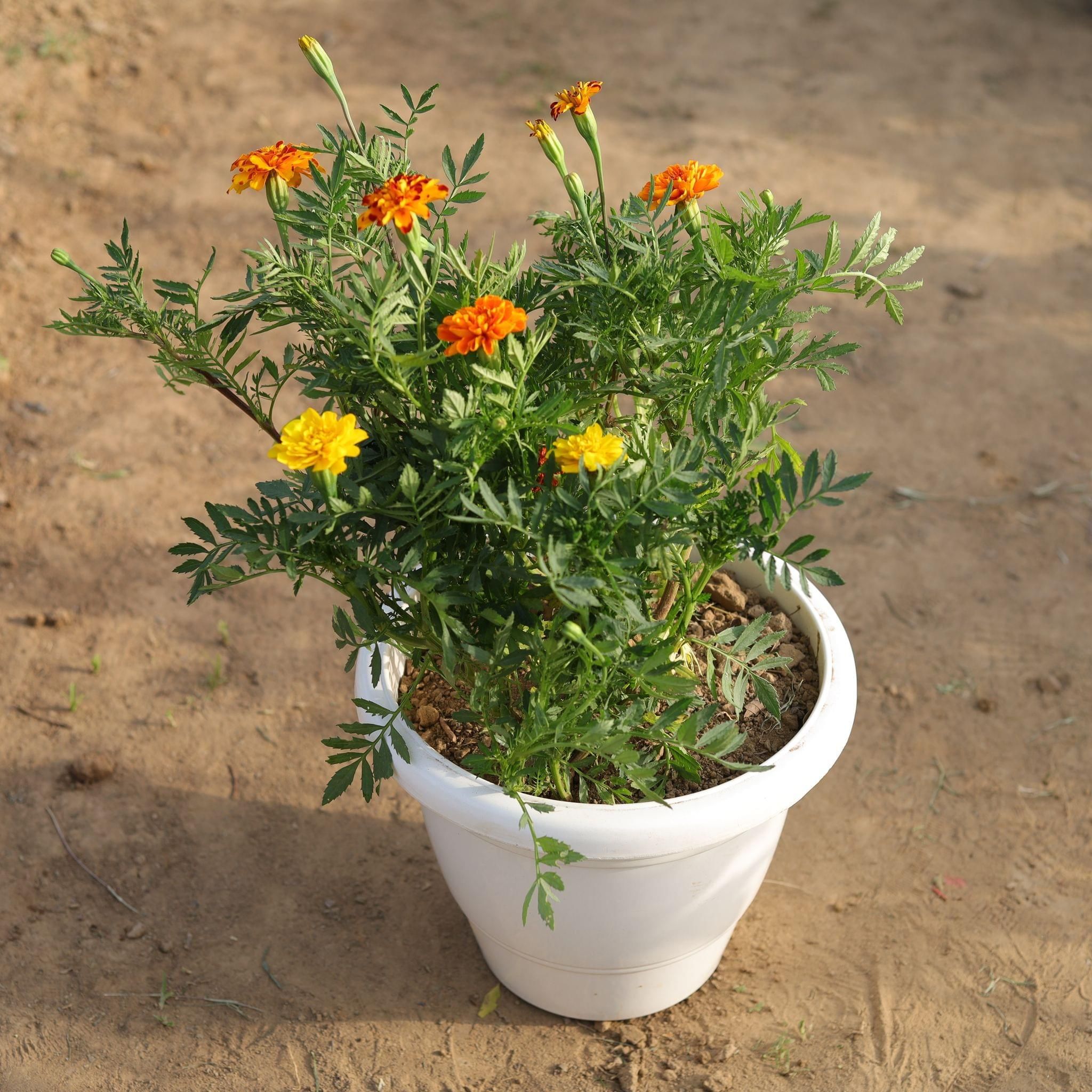 Marigold Jafri (any colour) in 10 Inch Classy White Round Plastic Pot