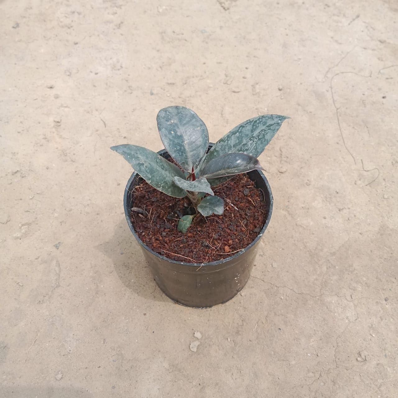 Rubber Plant in 3 Inch Nursery Pot