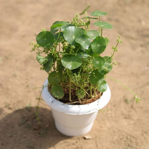 Brahmi Dollar / Pennywort in 6 Inch Classy White Round Plastic Pot