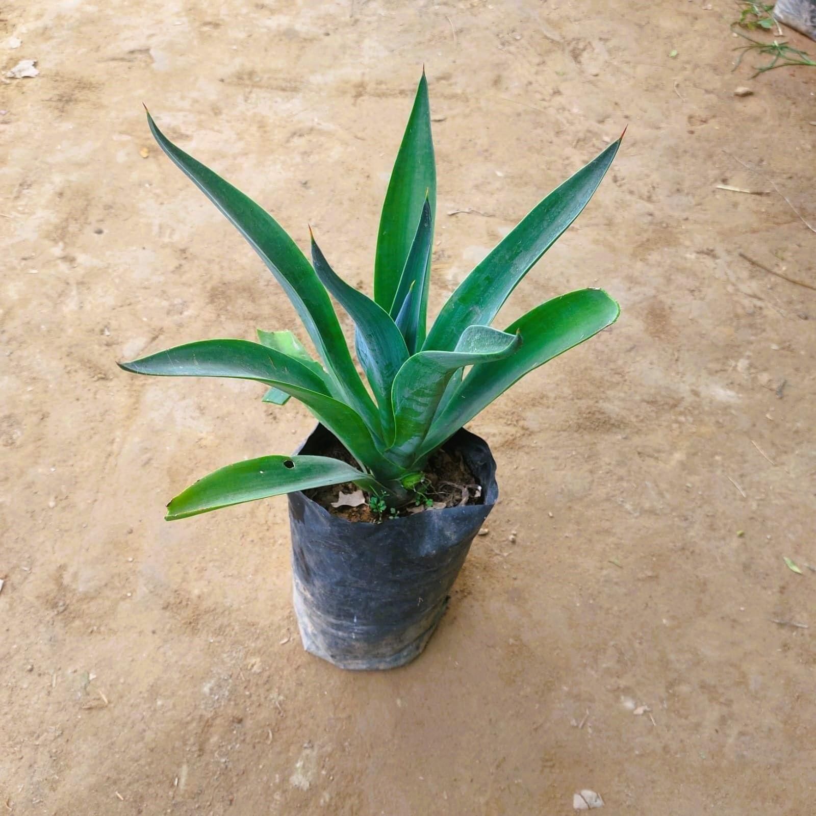 Agave / Century Plant in 6 Inch Nursery Bag