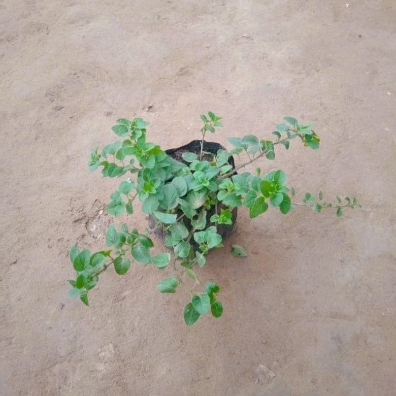 Buy Oregano Plant In 3 Inch Nursery Bag Online | Urvann.com Oregano Plant in 3 Inch Nursery Bag