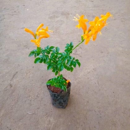 Buy Tecoma Capensis Pune Variety (Any Colour) In 3 Inch Nursery Bag Online | Urvann.com
