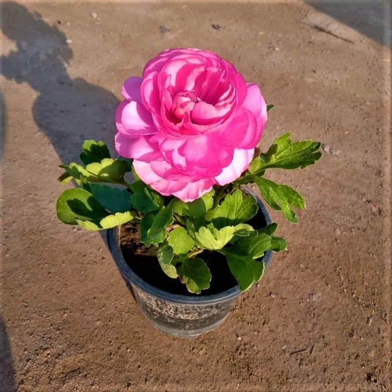 Ranunculus / Buttercup in 5 Inch Nursery Pot