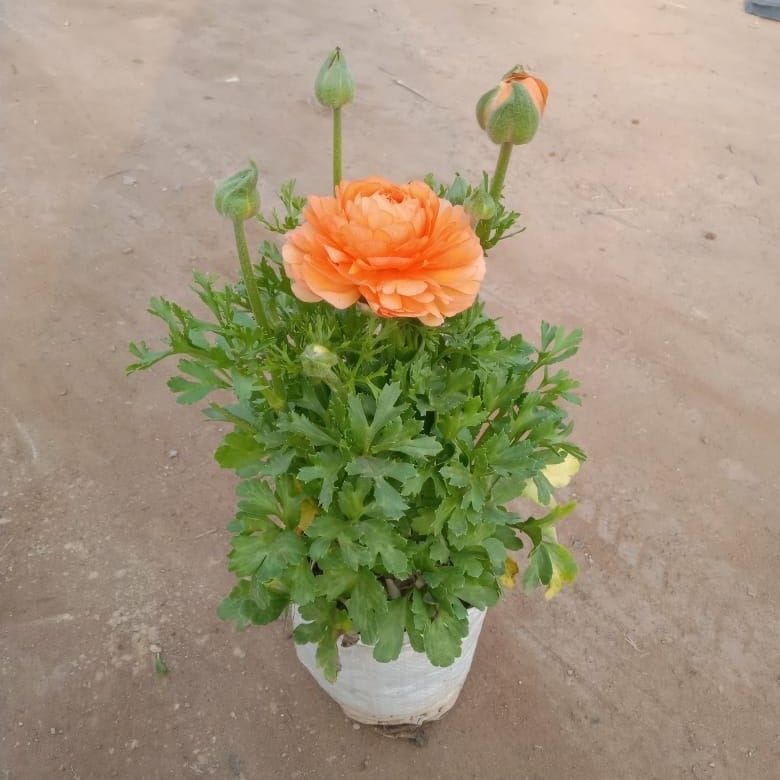 Ranunculus (any colour ) in 6 Inch Nursery pot