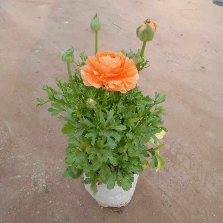 Ranunculus (any colour ) in 6 Inch Nursery pot