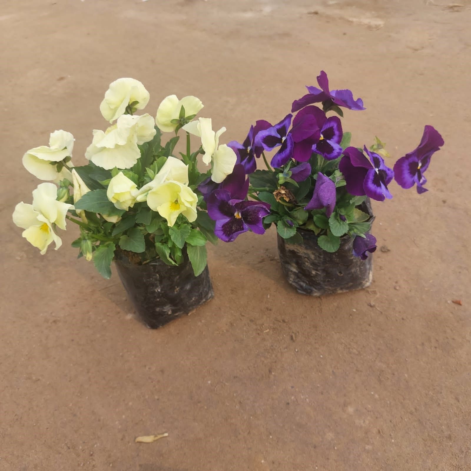 Set of 2 - Pansy (any colour) in 3 Inch Nursery Bag