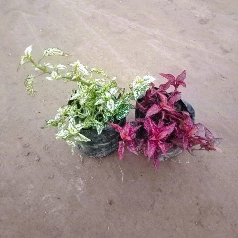 Set of 2 - Hypostes / Polka Dot (Red & White) in 4 Inch Nursery Bag