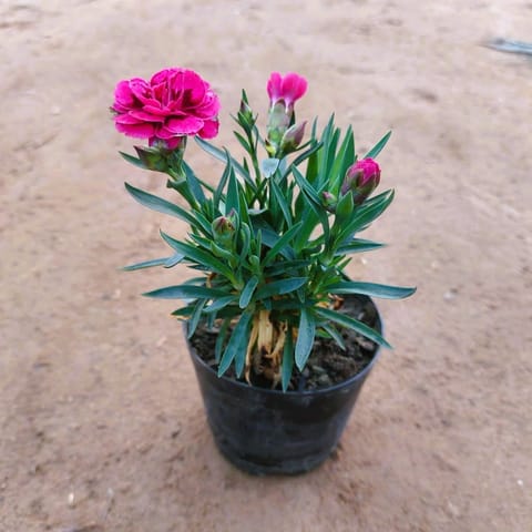 Carnation (any colour) in 4 Inch Nursery Pot