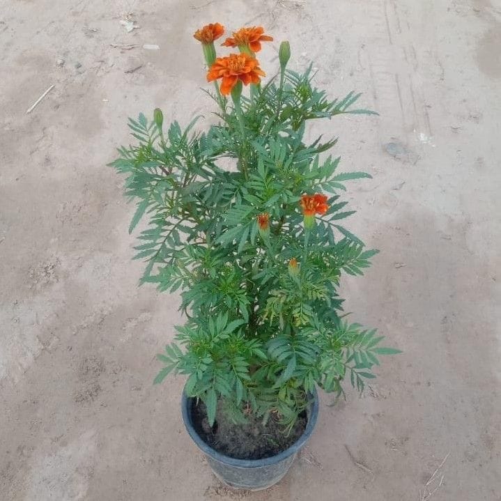 Marigold / Genda (any colour) in 6 Inch Nursery Pot