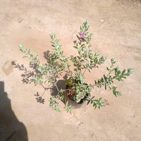 Leucophyllum/Texas sage/Nikotia/Nicosia Plant in 5 Inch Nursery Bag