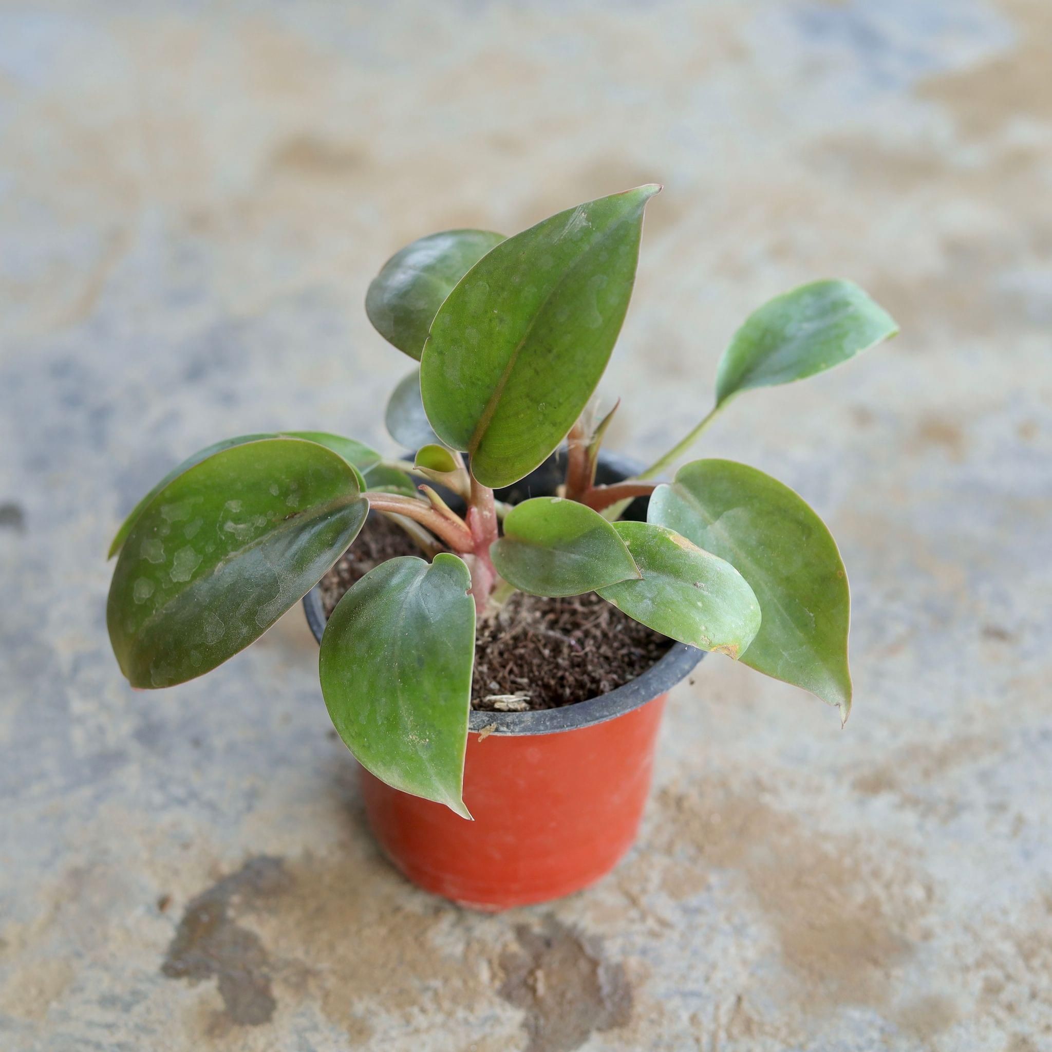 Philodendron Green in 4 Inch Nursery Pot