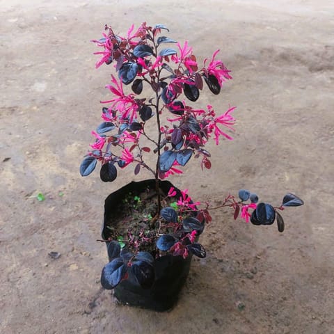 Loropetalum in 4 Inch Nursery Bag