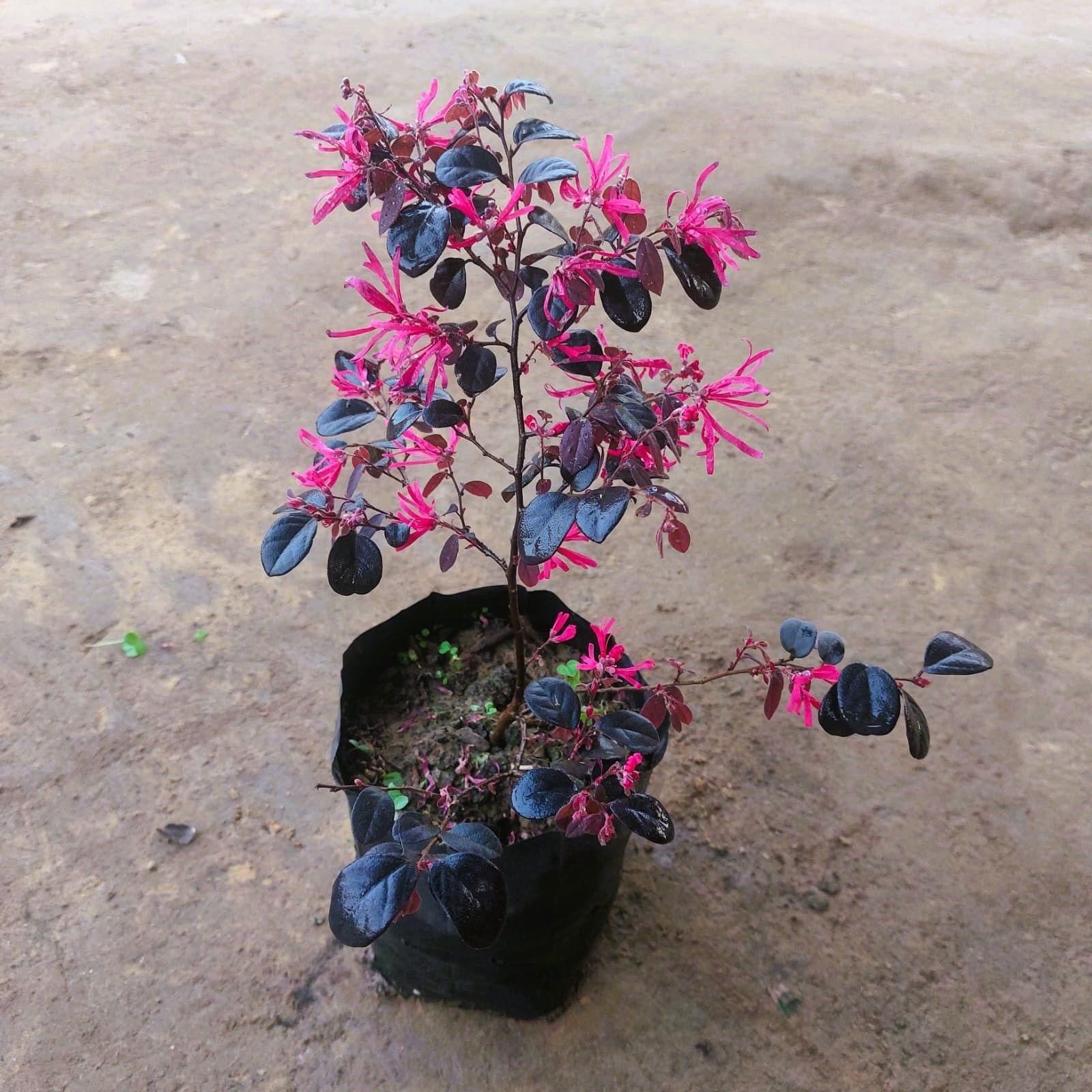 Loropetalum in 4 Inch Nursery Bag