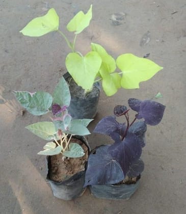 Buy Set of 3 Ipomoea / Sweet Potato Vine (Golden, Variegated & Black) in 4 Inch Nursery Bag Online | Urvann.com