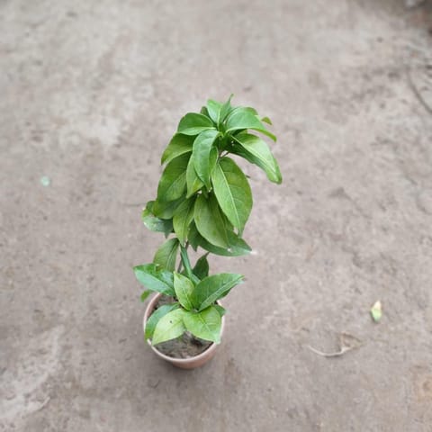 Lahsun / Lassan / Lasun Bel in 5 Inch Nursery Pot