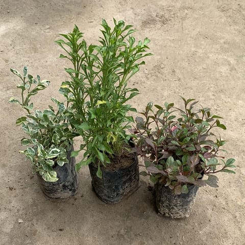 Set of 3 - Alternanthera (Variegated, Green, Red) in 5 Inch Live Fresh Plant Nursery Bag in Noida Sector 45