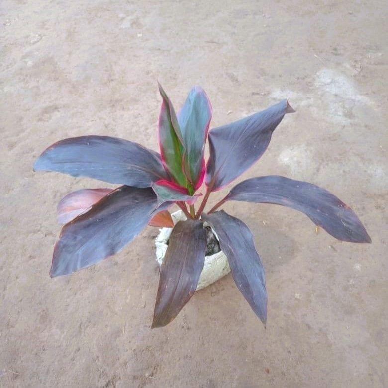 Dracaena Ruby in 4 Inch Nursery Bag