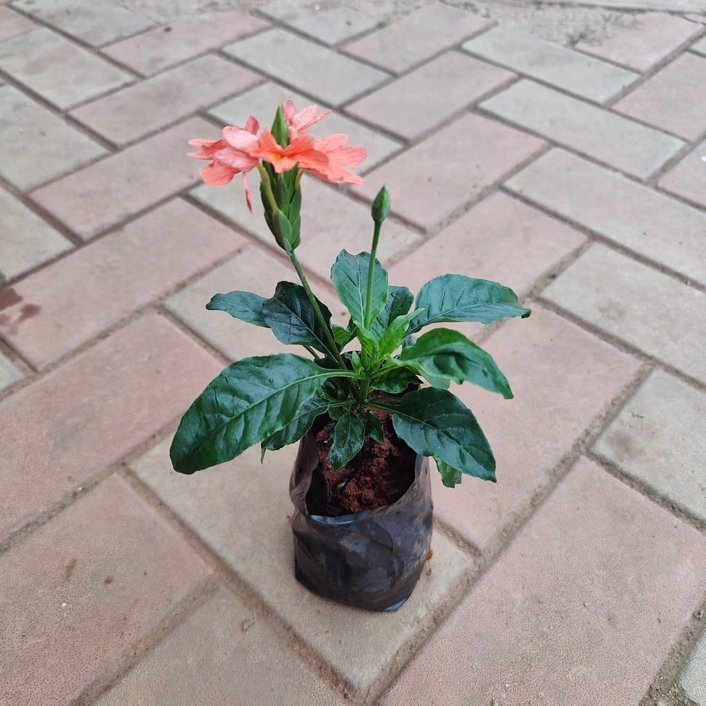 Buy Kanakambaram / Crossandra Orange in 4 Inch Nursery Bag Online | Urvann.com Kanakambaram / Crossandra Orange in 4 Inch Nursery Bag