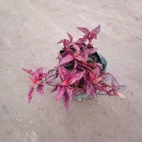 Hypostes / Polka Dot Red in 4 Inch Nursery Bag