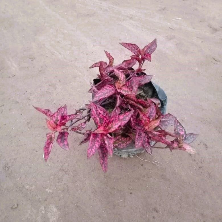 Hypostes / Polka Dot Red in 4 Inch Nursery Bag