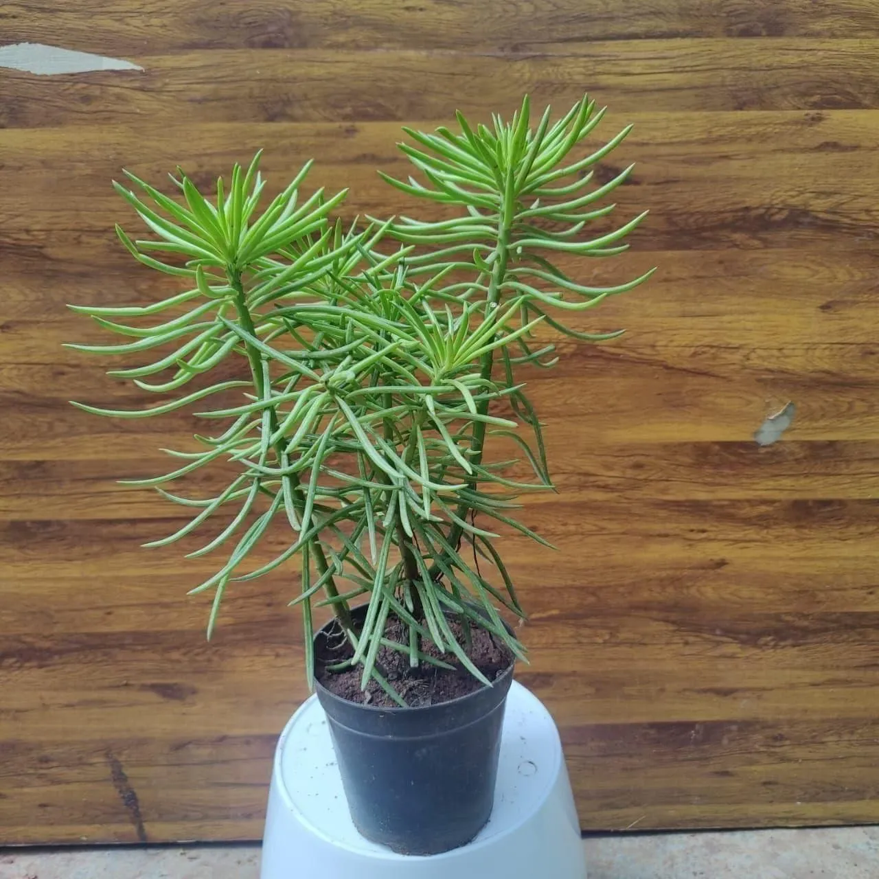 Pine Succulent Bushy in 4 Inch Nursery Pot