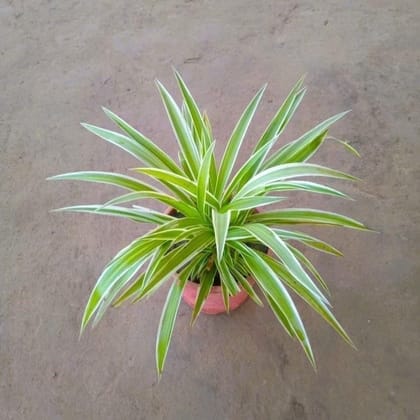 Spider Plant in 6 Inch Nursery Pot