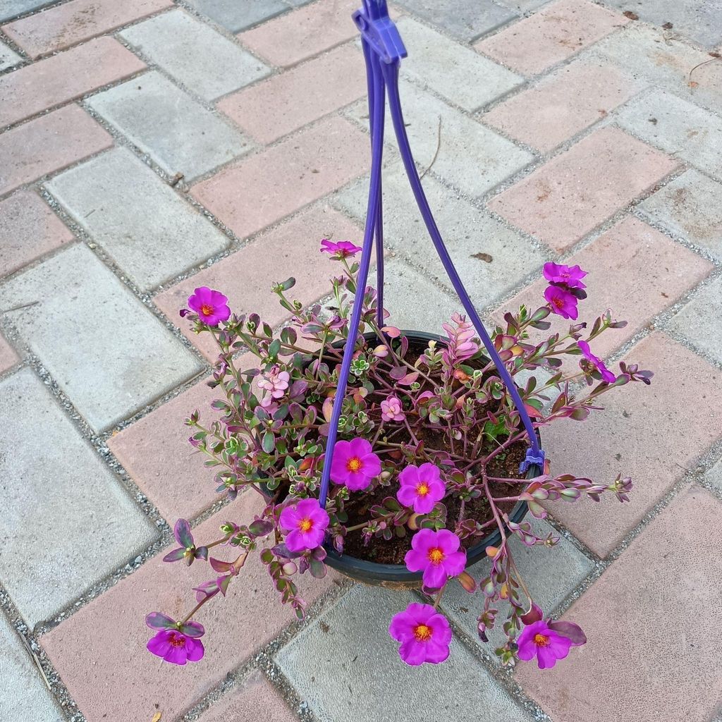 Buy Portulaca (any colour) in 6 Inch Hanging basket Online | Urvann.com Portulaca (any colour) in 6 Inch Hanging basket