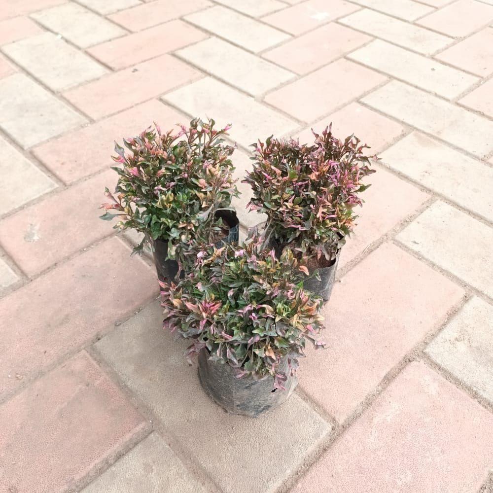 Set of 3 - Alternanthera Dentata in 4 Inch Nursery Bag