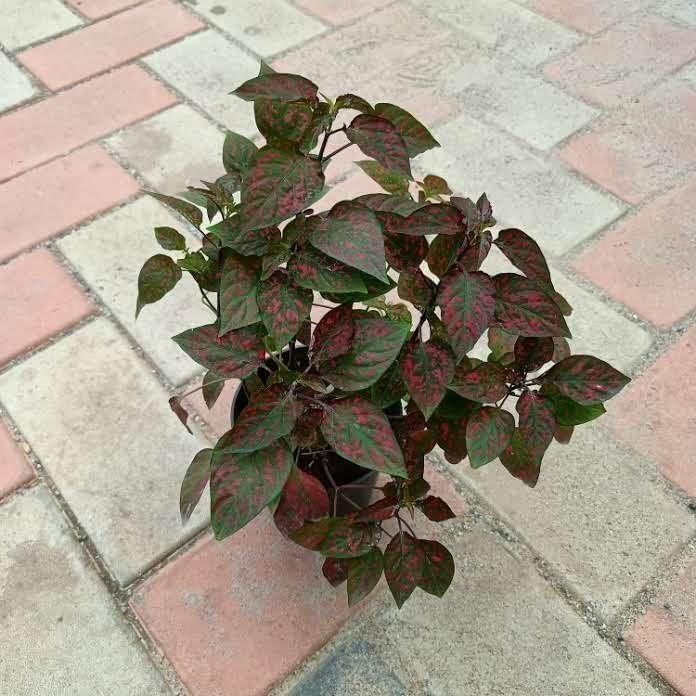 Hypostes Polka Dot (any colour) in 4 Inch Nursery Pot