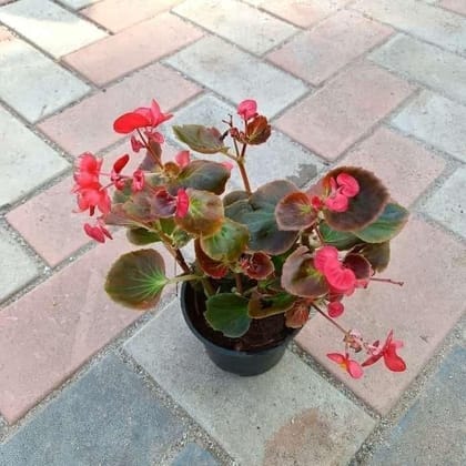 Buy Begonia Red in 4 Inch Plastic Pot Online | Urvann.com