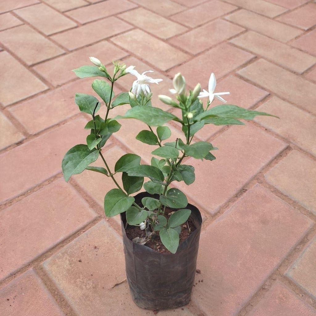 Buy Malga (any colour) in 3 Inch Nursery Bag Online | Urvann.com Malga (any colour) in 3 Inch Nursery Bag