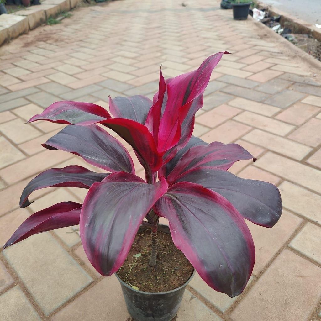 Buy Dracaena Red Big Leaves (~ 1 ft) in 5 Inch Plastic Pot Online | Urvann.com Dracaena Red Big Leaves (~ 1 ft) in 5 Inch Nursery Pot