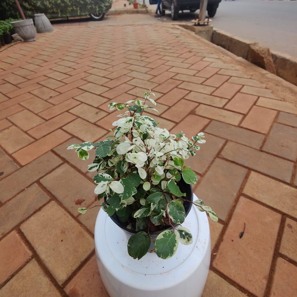 Buy Binboos Plant in 4 Inch Plastic Pot Online | Urvann.com Binboos Plant in 4 Inch Nursery Pot