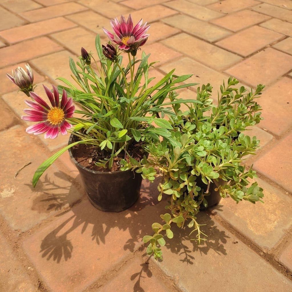 Set Of 2 - Flowering Combo (Portulaca Moss Rose & Gazania) (Any Colour) in 4 Inch Nursery Pot
