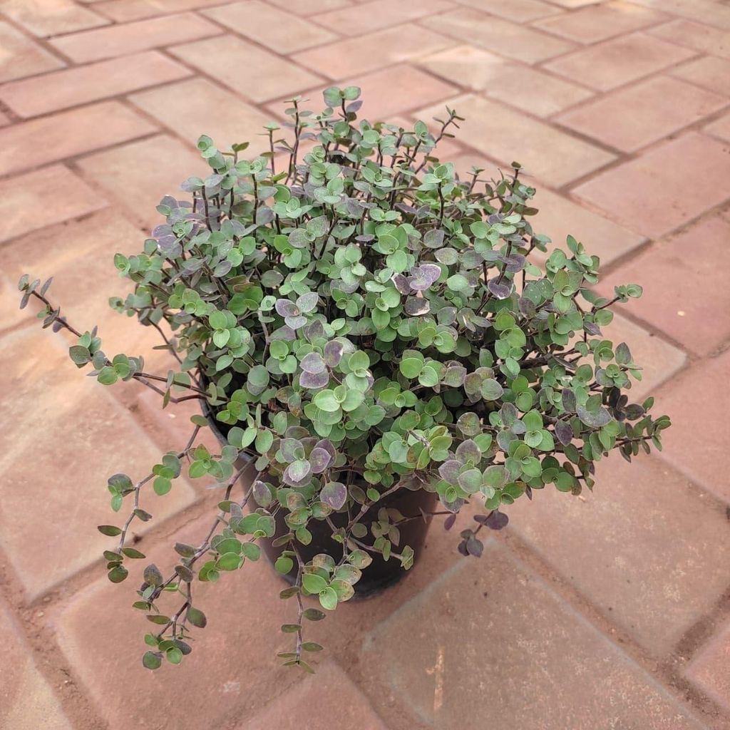 Buy Black Vine in 5 Inch Plastic Pot Online | Urvann.com Black Vine in 5 Inch Nursery Pot