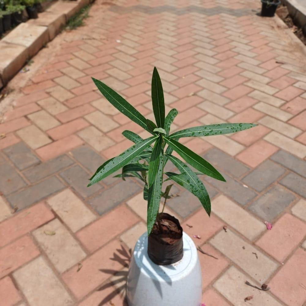 Buy Kaner / Oleander in 4 Inch Nursery Bag Online | Urvann.com Kaner / Oleander (any colour) in 4 Inch Nursery Bag