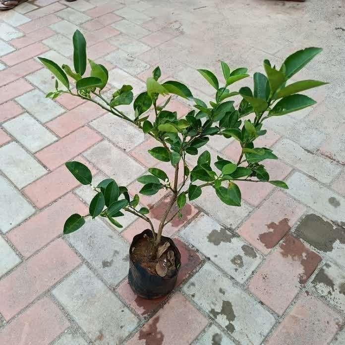 Lemon Kagzi / Lemon Grafted in 6 Inch Nursery Bag