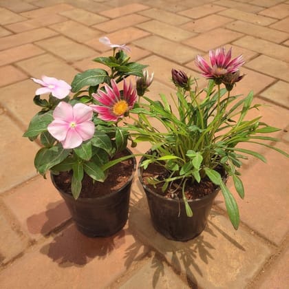Buy Set Of 2 - Flowering Combo (Vinca & Gazania) (Any Colour) in 4 Inch Plastic Pot Online | Urvann.com