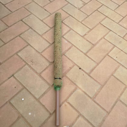 Buy Moss Stick - 3 Ft Online | Urvann.com