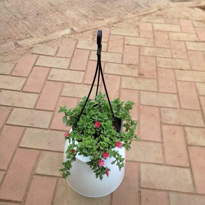 Buy China Portulaca Moss Rose (Any Colour) in 5 Inch Hanging Basket Online | Urvann.com