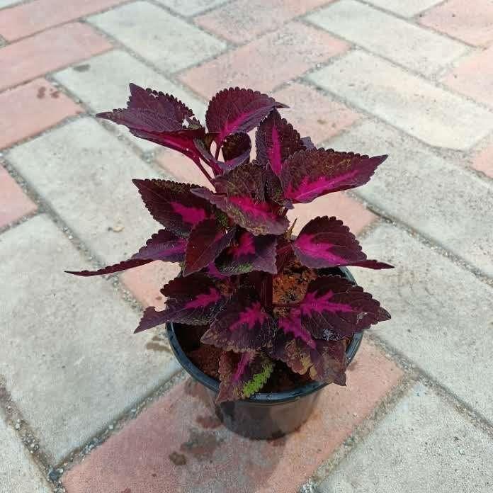 Buy Coleus Red in 4 Inch Plastic Pot Online | Urvann.com Coleus (Any color) in 4 Inch Nursery Pot