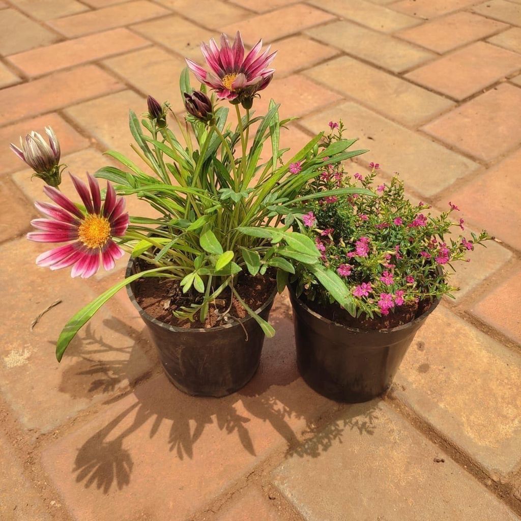 Set Of 2 - Flowering Combo (Cuphea & Gazania) (Any Colour) in 4 Inch Nursery Pot