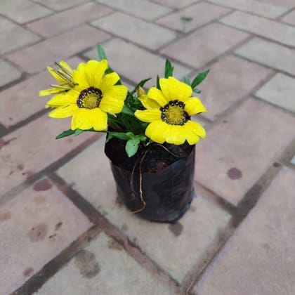 Buy Gazania Rigens Yellow in 4 Inch Nursery Bag Online | Urvann.com