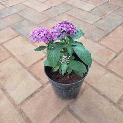 Buy Pentas Purple in 4 Inch Plastic Pot  Online | Urvann.com