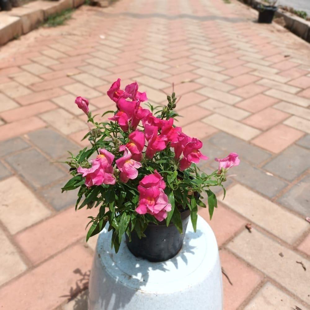 Antirrhinum Majus / Dog plant Pink in 4 Inch Nursery Pot