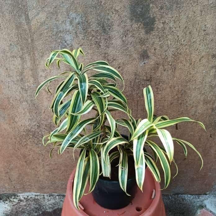 Buy Song of India White Queen in 5 Inch Plastic Pot Online | Urvann.com Song of India White Queen in 4 Inch Nursery Pot